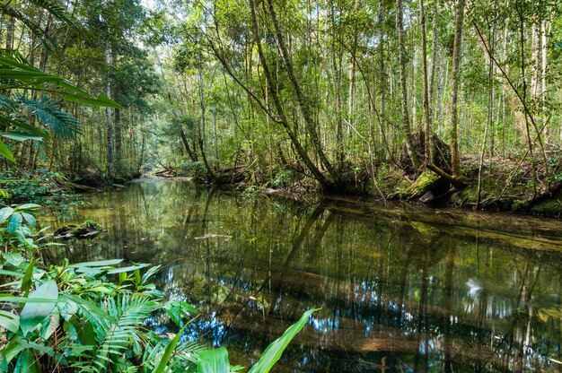 Foto reflejo de los árboles en el lago