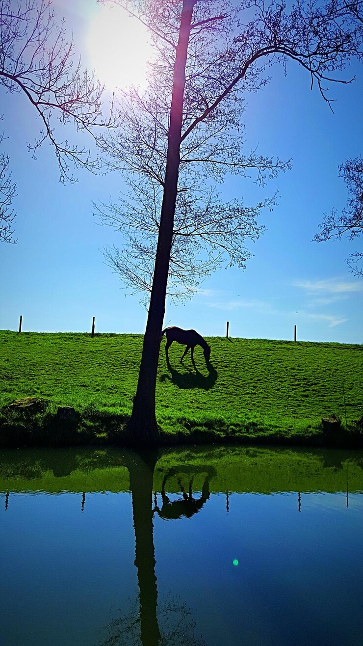 Foto reflejo de los árboles en el lago