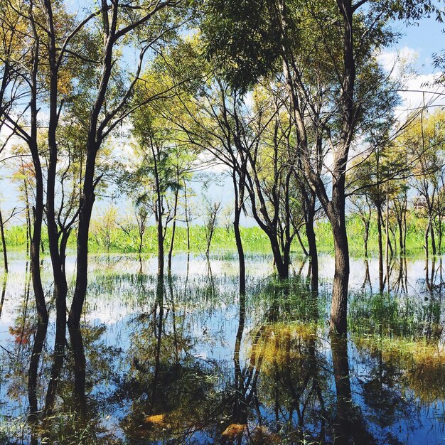 Foto reflejo de los árboles en el lago