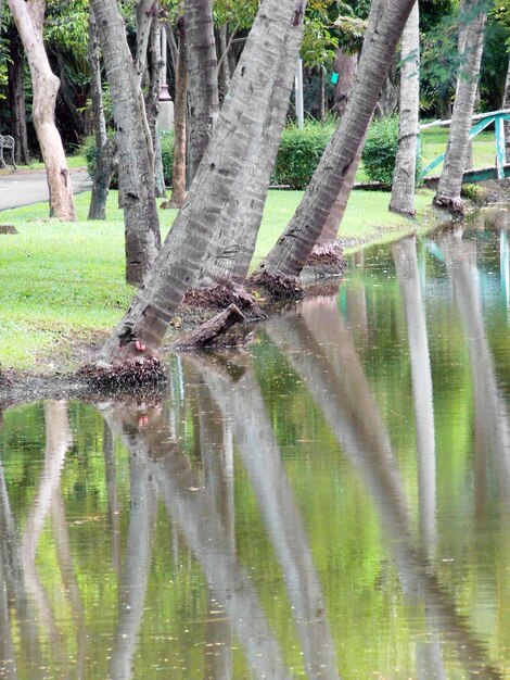 Foto el reflejo de los árboles en un lago