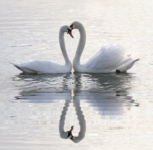 reflejo de aves animales de gran tamaño agua de animales