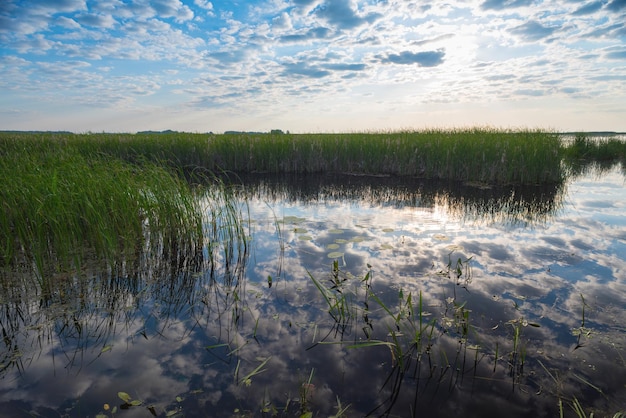 Reflejo del cielo y las nubes en un lago con juncos.