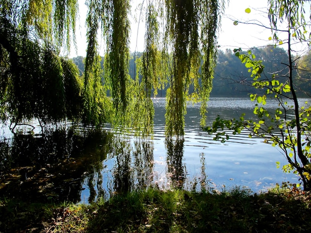 Reflejo del follaje otoñal de árboles en el agua del lago