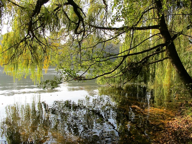 Reflejo del follaje otoñal de árboles en el agua del lago