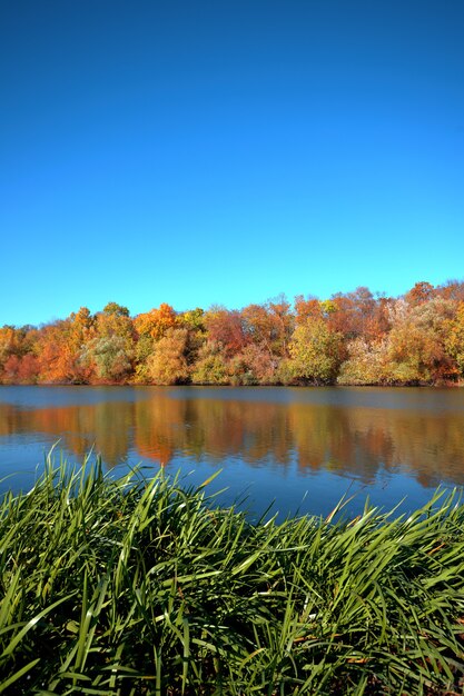 Reflejo de un hermoso bosque otoñal en el río, con el telón de fondo de un cielo azul claro sin nubes, con juncia verde en primer plano