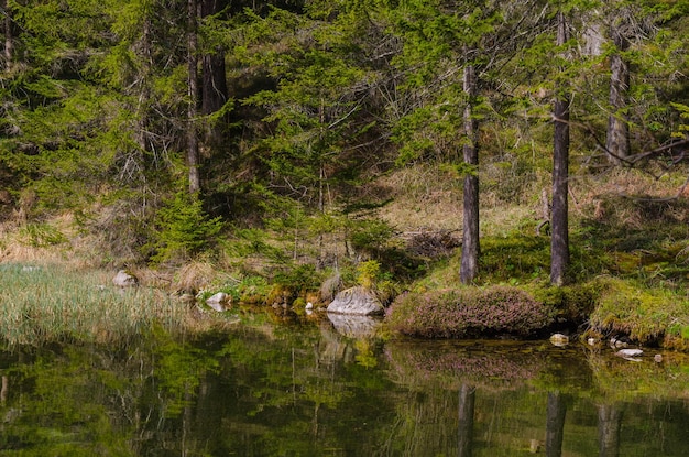 Reflejo de lago y bosque