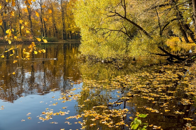 reflejo en el lago del parque. Tiempo de otoño. Paisaje otoñal natural. hojas amarillas en las ramas de los árboles