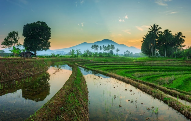 Reflejo del paisaje matutino en los campos de arroz azul y las montañas de bengkulu, indonesia