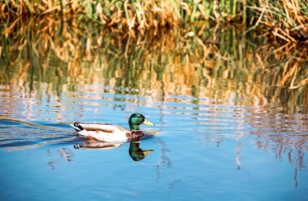 Reflejo de pato salvaje en el agua