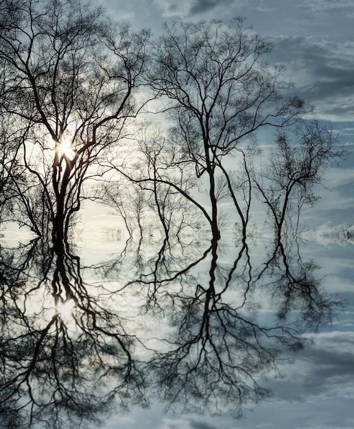 Reflejo perfecto de grandes árboles sin hojas que se encuentra en el agua del río.