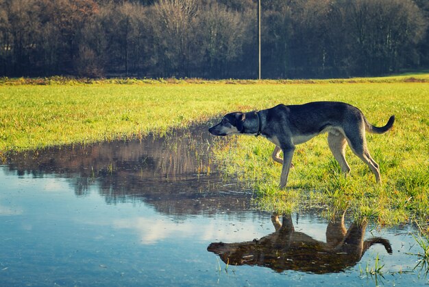 Reflejo del perro