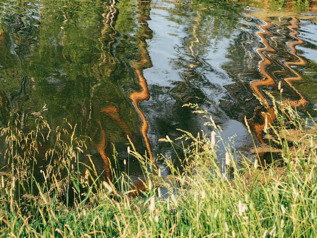 Reflejo de pinos en el agua Los árboles se reflejan en el agua