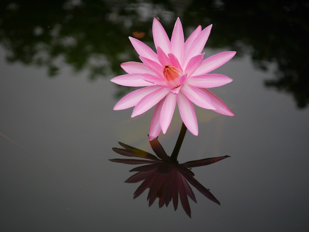 Foto reflexão água, de, cor-de-rosa, nenúfar