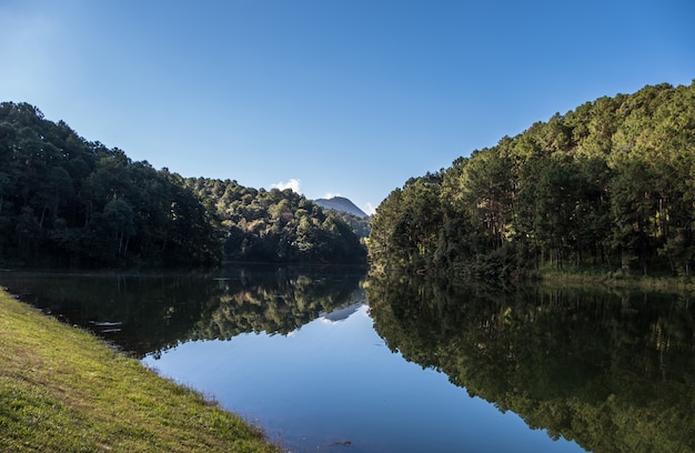 Reflexão da floresta de pinheiros na água clara.