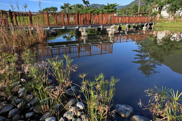 Foto reflexão das plantas na água