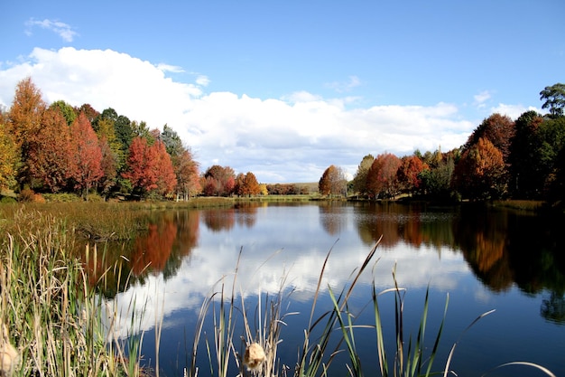 Reflexão de árvores e céu no lago contra o céu