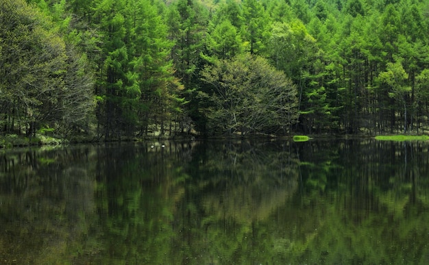Reflexão de árvores em um lago calmo na floresta