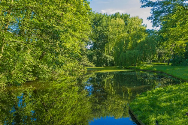 Reflexão de árvores em um lago calmo no parque