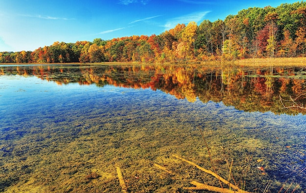 Reflexão de árvores em um lago calmo