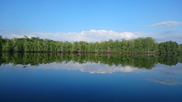 Reflexão de árvores em um lago calmo
