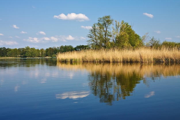 Reflexão de árvores em um lago calmo