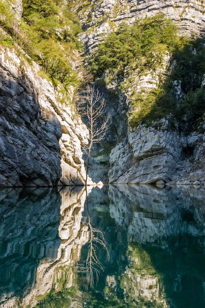 Foto reflexão de árvores na água