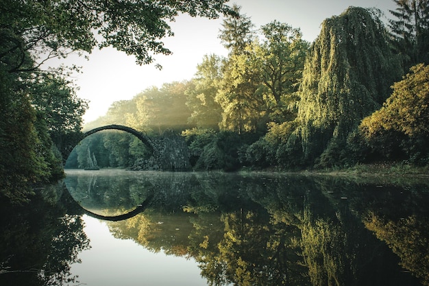 Reflexão de árvores na água