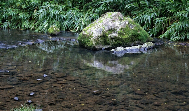 Reflexão de árvores na água