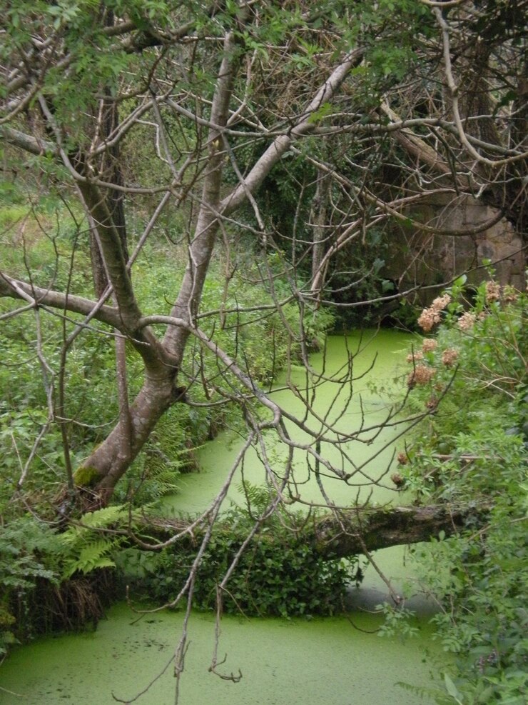 Foto reflexão de árvores na água