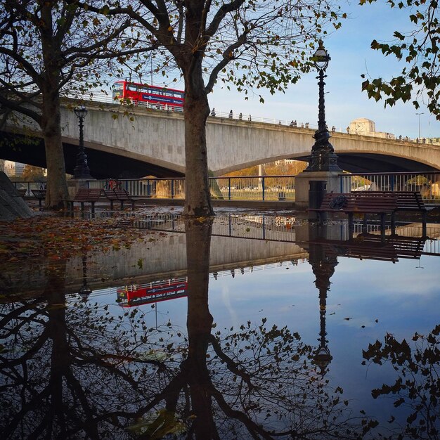 Reflexão de árvores na água