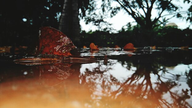 Foto reflexão de árvores na água