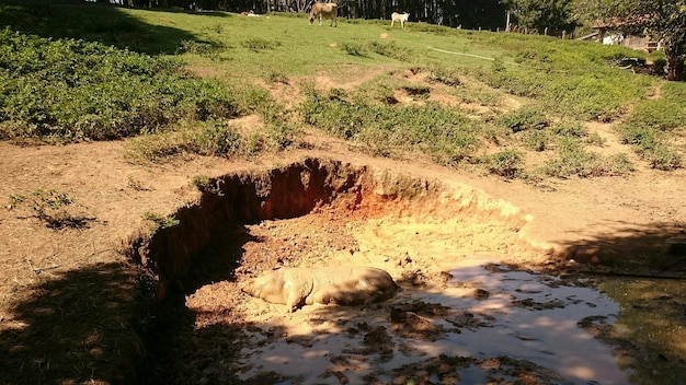 Foto reflexão de árvores na água