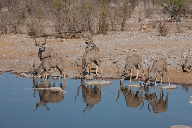 Reflexão de árvores na água