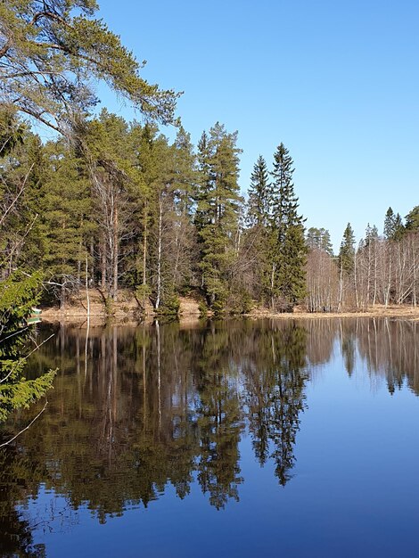 Reflexão de árvores no lago contra o céu claro