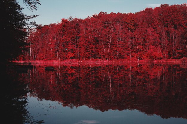 Foto reflexão de árvores no lago durante o outono