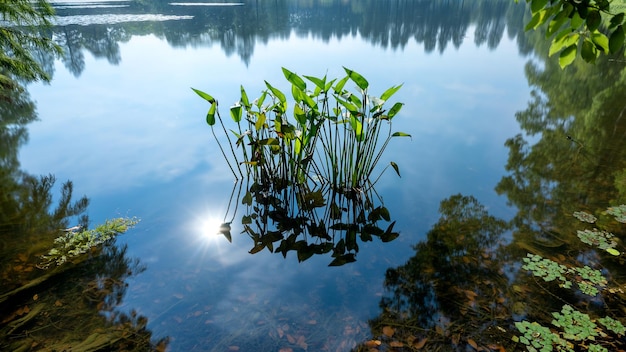 Foto reflexão de árvores no lago
