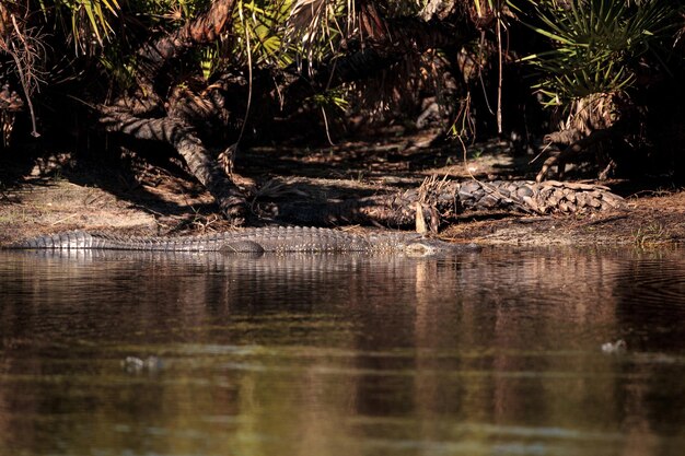 Foto reflexão de árvores no lago