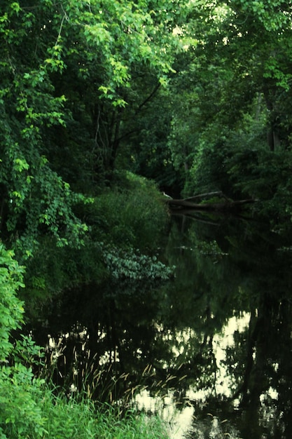 Foto reflexão de árvores no lago