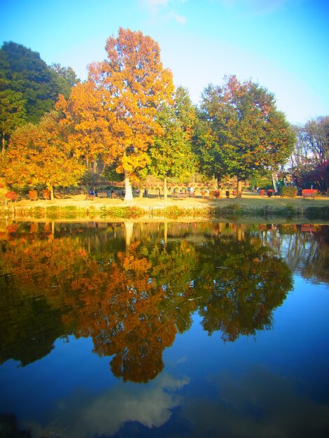 Foto reflexão de árvores no lago