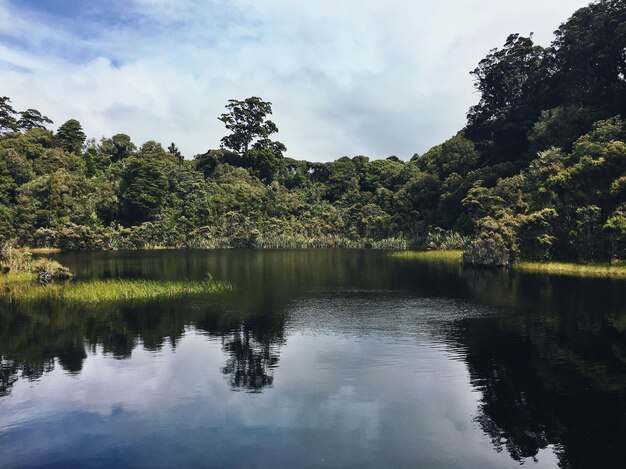 Foto reflexão de árvores no lago