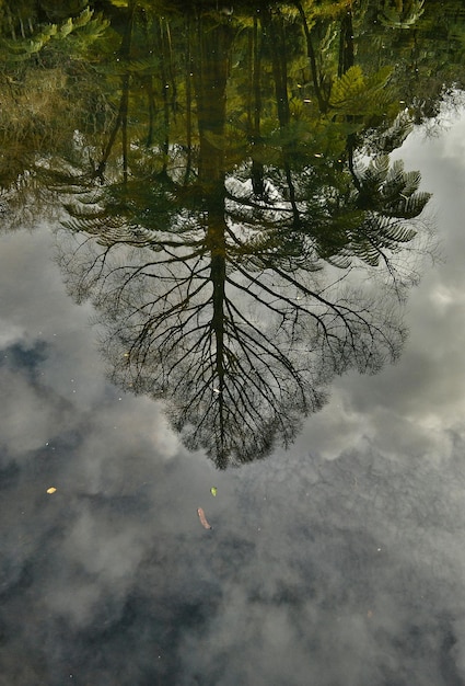 Reflexão de árvores no lago