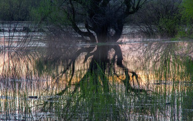 Foto reflexão de árvores no lago