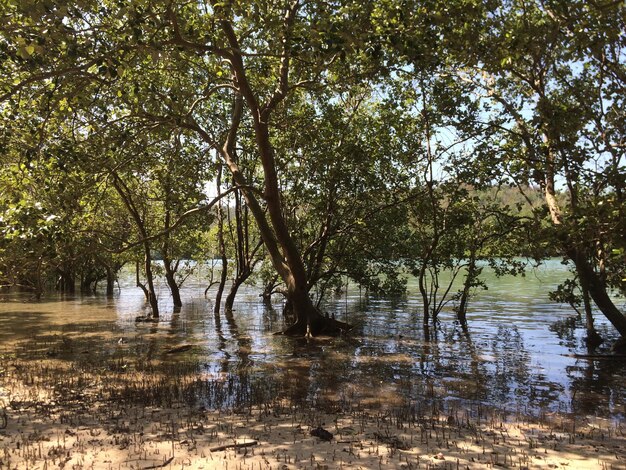 Foto reflexão de árvores no lago