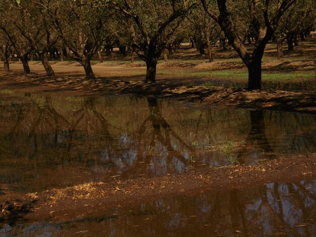 Foto reflexão de árvores no lago