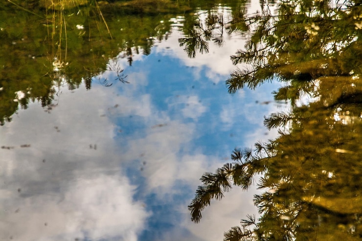 Foto reflexão de árvores no lago