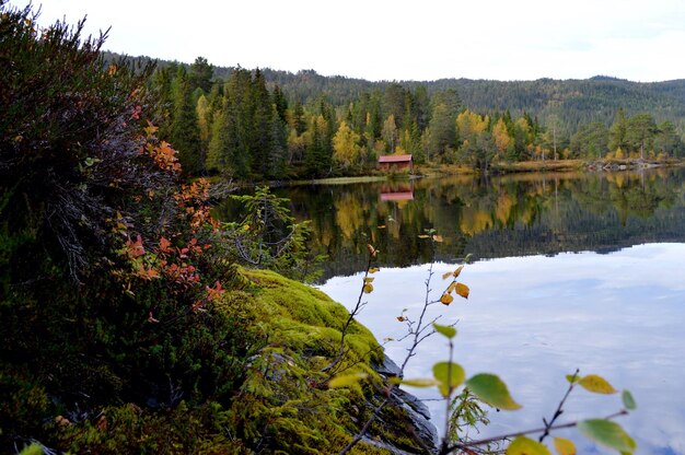 Foto reflexão de árvores no lago