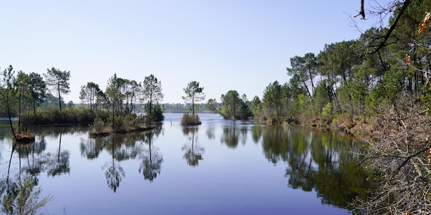 Reflexão de pinheiros de árvores selvagens na costa do lago de água em Hostens em gironde sudoeste da França