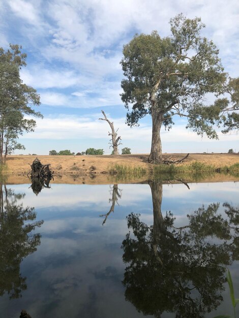 Foto reflexão de uma árvore no lago contra o céu