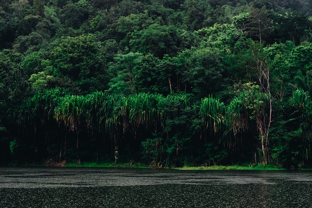 Reflexão verde bonita da floresta o lago grande na natureza.