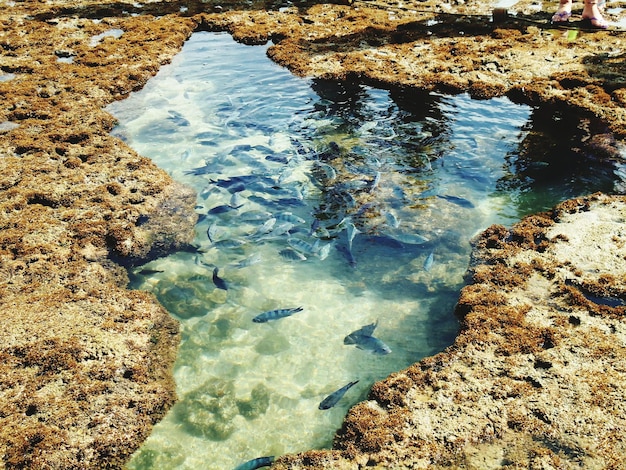 Foto reflexión de los árboles en el agua